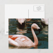 Flamingo Briefkaart (Voorkant / Achterkant)