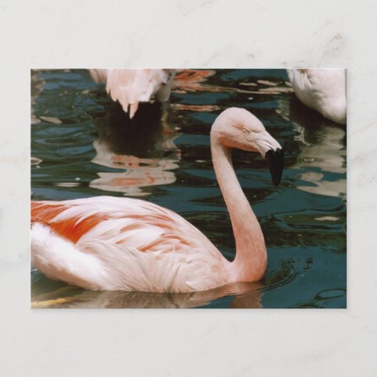 Flamingo Briefkaart (Voorkant)