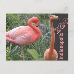 Flamingo Briefkaart