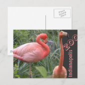 Flamingo Briefkaart (Voorkant / Achterkant)
