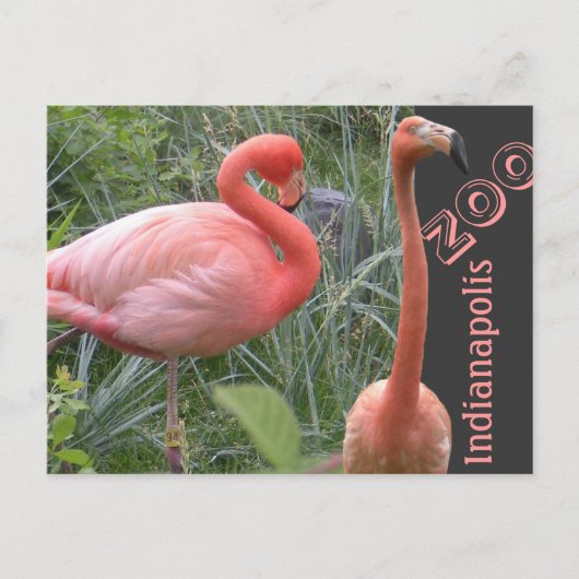 Flamingo Briefkaart (Voorkant)