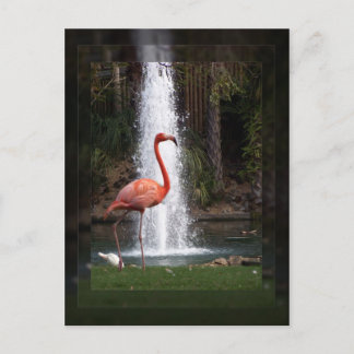 Flamingo Briefkaart
