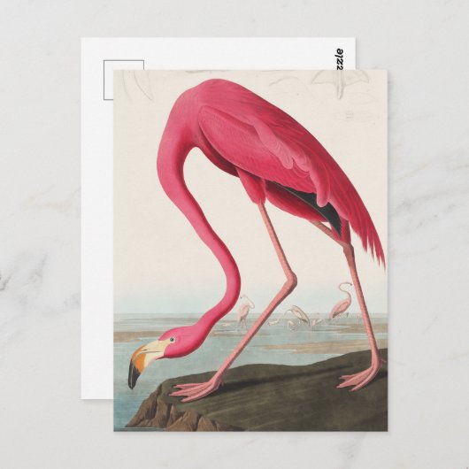 Flamingo Briefkaart (Voorkant / Achterkant)