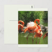 Flamingo Briefkaart (Voorkant / Achterkant)
