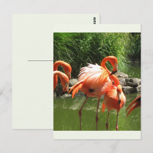 Flamingo Briefkaart (Voorkant / Achterkant)