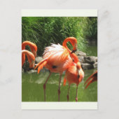 Flamingo Briefkaart (Voorkant)