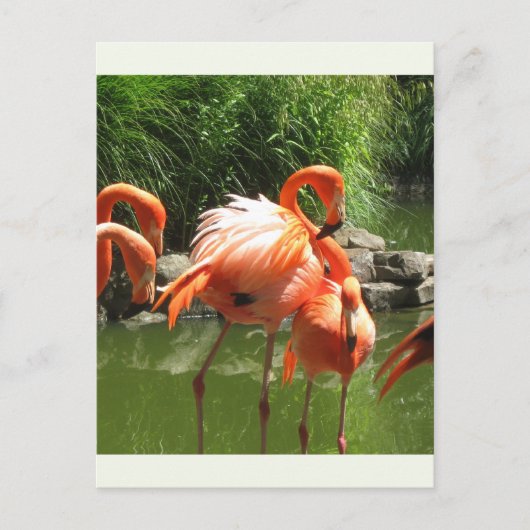 Flamingo Briefkaart (Voorkant)