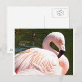 Flamingo Briefkaart (Voorkant / Achterkant)