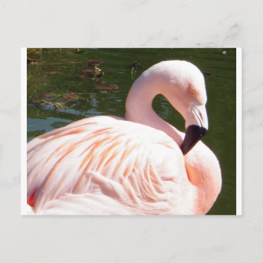 Flamingo Briefkaart (Voorkant)