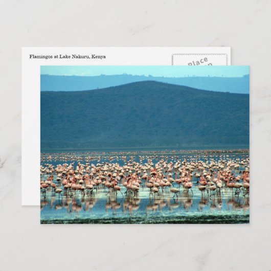 flamingo briefkaart (Voorkant / Achterkant)