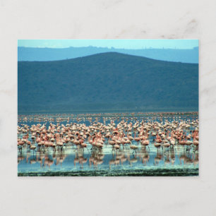 flamingo briefkaart