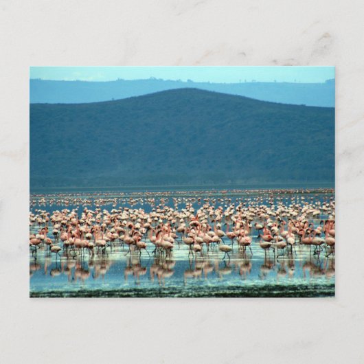 flamingo briefkaart (Voorkant)