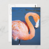 Flamingo Briefkaart (Voorkant / Achterkant)
