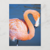 Flamingo Briefkaart (Voorkant)