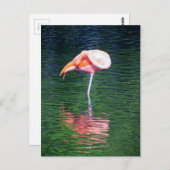 Flamingo Briefkaart (Voorkant / Achterkant)