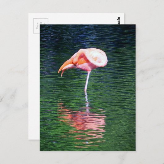 Flamingo Briefkaart (Voorkant / Achterkant)