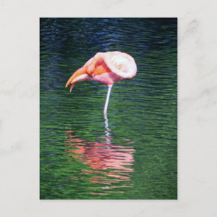 Flamingo Briefkaart