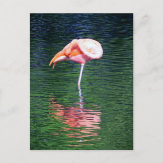Flamingo Briefkaart