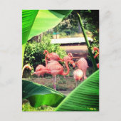 Flamingo Briefkaart (Voorkant)
