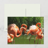 Flamingo Briefkaart (Voorkant / Achterkant)