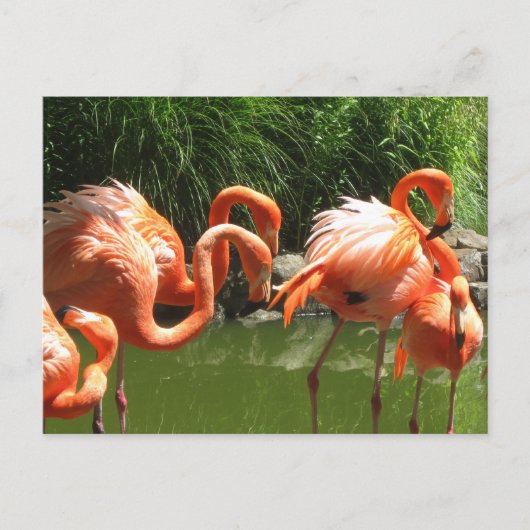 Flamingo Briefkaart (Voorkant)