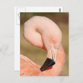 Flamingo Briefkaart (Voorkant / Achterkant)