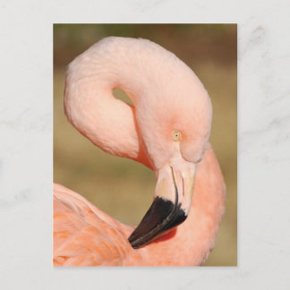 Flamingo Briefkaart