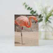 Flamingo Briefkaart (Staand voorkant)