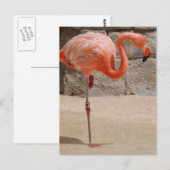 Flamingo Briefkaart (Voorkant / Achterkant)