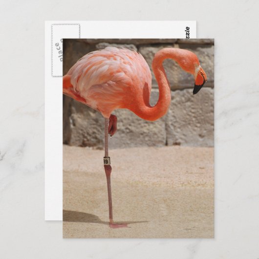 Flamingo Briefkaart (Voorkant / Achterkant)