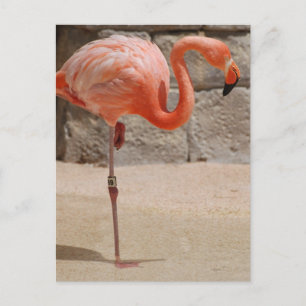 Flamingo Briefkaart