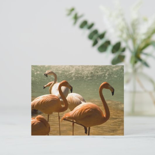 Flamingo Briefkaart (Staand voorkant)