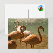 Flamingo Briefkaart (Voorkant / Achterkant)