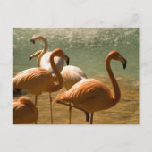 Flamingo Briefkaart (Voorkant)