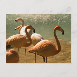 Flamingo Briefkaart