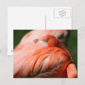 Flamingo Briefkaart (Voorkant / Achterkant)