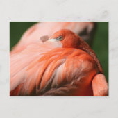 Flamingo Briefkaart (Voorkant)