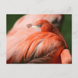 Flamingo Briefkaart