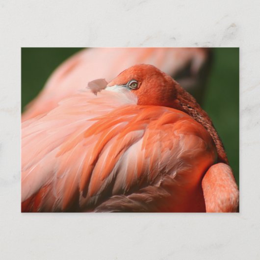 Flamingo Briefkaart (Voorkant)