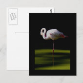 flamingo briefkaart (Voorkant / Achterkant)
