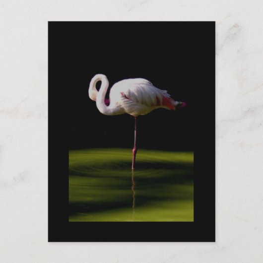 flamingo briefkaart (Voorkant)