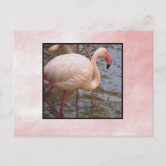 Flamingo Briefkaart
