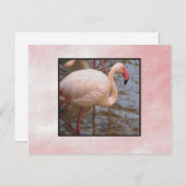 Flamingo Briefkaart (Voorkant / Achterkant)