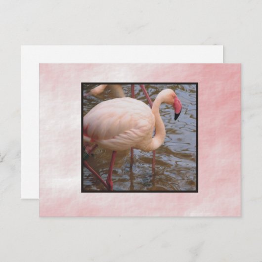 Flamingo Briefkaart (Voorkant / Achterkant)