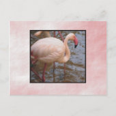 Flamingo Briefkaart (Voorkant)