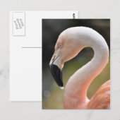 Flamingo Briefkaart (Voorkant / Achterkant)
