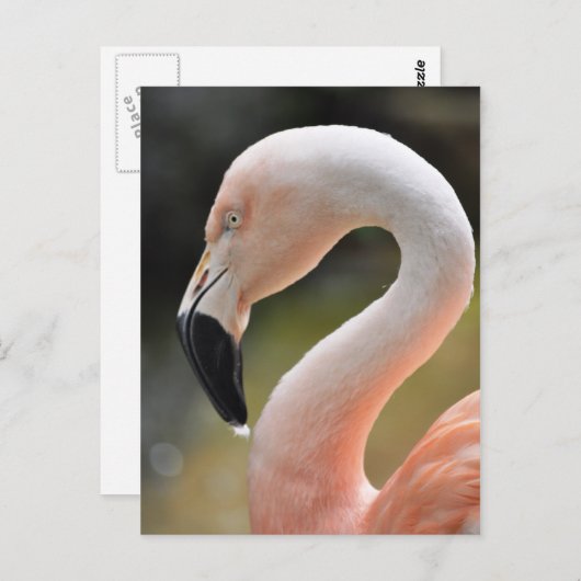 Flamingo Briefkaart (Voorkant / Achterkant)