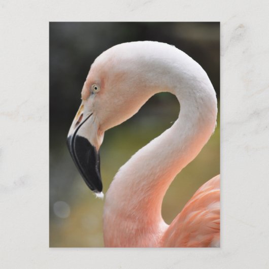Flamingo Briefkaart (Voorkant)