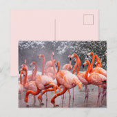 Flamingo briefkaart (Voorkant / Achterkant)