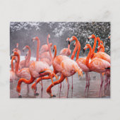 Flamingo briefkaart (Voorkant)